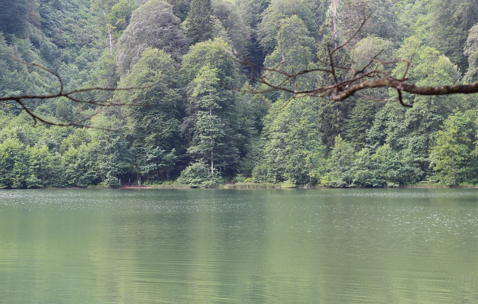 Artvin
